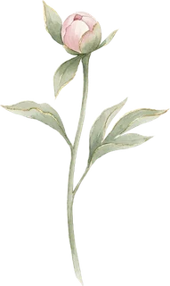 第二階段:花蕾初現
