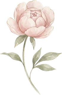 第三階段:花蕾半開